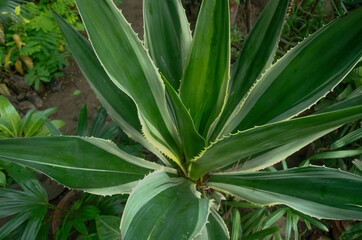 Obraz premium Selective focus on AGAVE AMERICANA in the park in morning sun light isolated with blur background. long green and white leaves.
