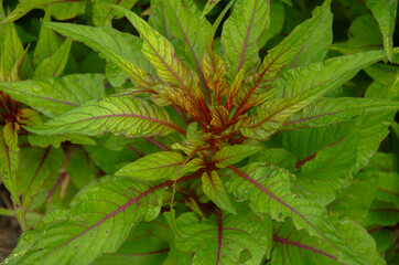 Selective focus on AMARANTHUS TRICOLOR plant with green leaves in the park in morning sun light.
