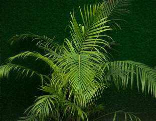 Selective focus on ARECA PALM tree in the park in morning sun light. Plastic green grass in the background.