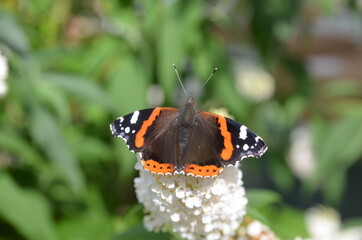 Schmetterlinge auf Flieder