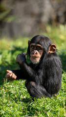 Fototapeta premium Portrait of West African baby chimpanzee (Pan troglodytes verus) sitting in the grass and making eye contact. Blurred background.