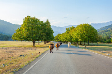 Cows in the country road, domestic animals