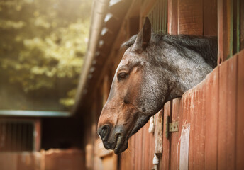 Portrait of a cute gray horse standing in a stall on a farm on a sunny summer day. Agriculture and...