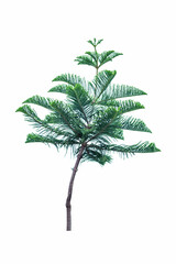Green Norfolk pine tree isolated on white background, saved with clipping path. Can be used as a Christmas design