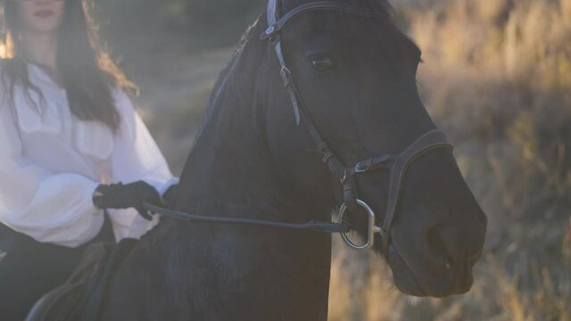 Close-up face of purebred black horse in sunrays with blurred woman holding bridle sitting on back. Portrait of graceful proud animal posing in sunlight outdoors on summer day. Slow motion
