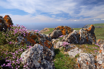 Pink Sea Thrift (Armeria maritima) flowering on rock outcrop. Lizard Peninsula, Cornwall, UK