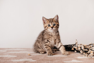 süßes Kätzchen schaut in die Kamera