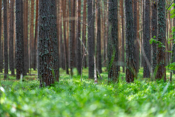 forest in spring