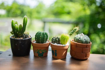 Fotobehang Cactus in pot pot van een kleine cactus die een sierplant is.