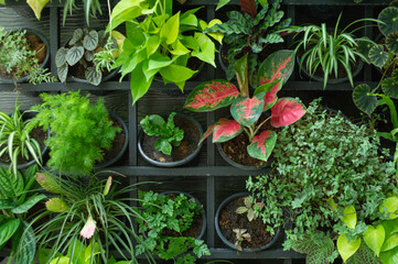 green ornamental plant fresh and beautiful are arranged in layers