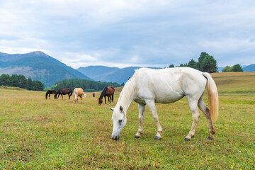 View of a grazing horses in the green mountains, Tusheti, Georgia