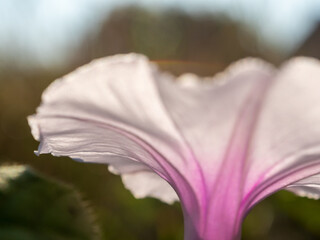 The delicate and weak petals of the morning glory flower