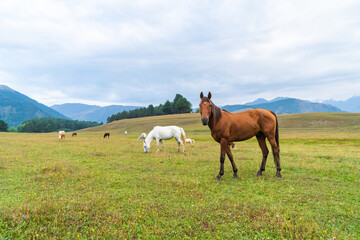 View of a grazing horses in the green mountains, Tusheti, Georgia