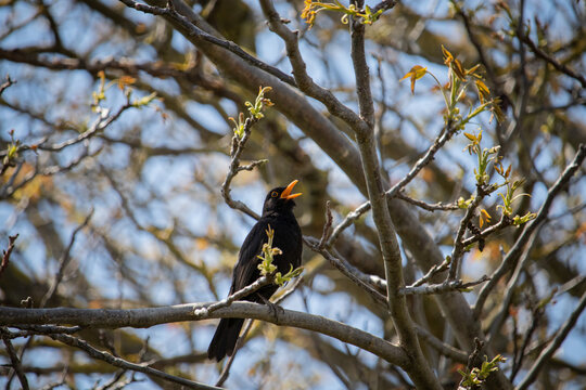 singende Amsel