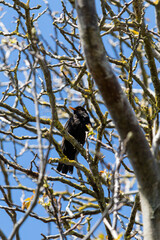 Amsel in Baum