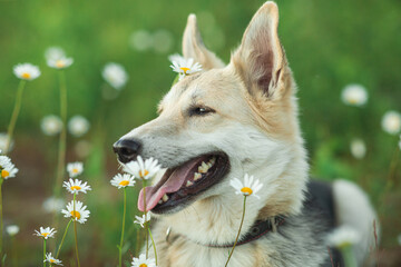 Mongrel dog lying in a field