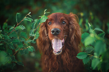 red dog Irish setter in summer, in the Park on the grass