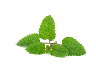 fresh sprig of mint with green leaves isolated on white background