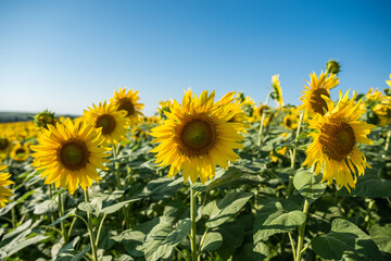 Sunflower field with beautiful yellow flowers on it