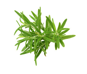 sprig of rosemary with green leaves isolated on white background, aromatic spice for meat and soups
