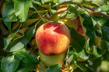 ripe apple hanging at the apple tree