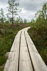Fototapeta premium Pathway in a bog.