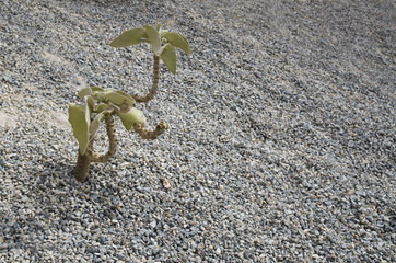 Green cactus growing with different form like a person walking