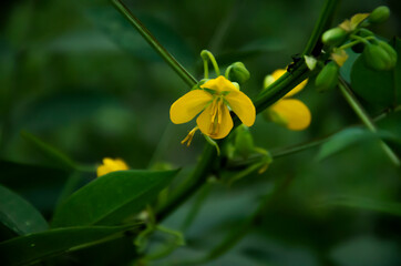 Selective focus on yellow SENNA OCCIDENTALIS flower with green leaves isolated with green blur background. Close up of elongated seeds of Coffee Senna, ( SENNA OCCIDENTALIS ) on plant in the garden. 