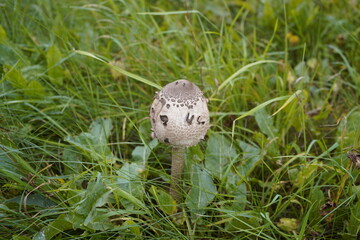 Parasol mushroom (Macrolepiota procera) is a basidiomycete fungus with a large, prominent fruiting body resembling a lady's parasol.