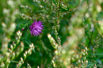 Krause Ringdistel, Krause Distel // curly plumeless thistle, welted thistle (Carduus crispus) 