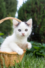 cute curious white kitten with black ears sits in a wicker basket in the garden. Feline childhood, beautiful postcards, harmony of nature. Favorite pet
