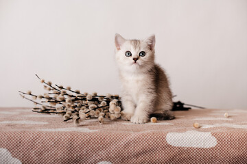 British gray kitten sits near willow twigs