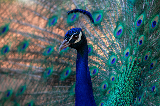 Portrait of a wild beautiful peacock with feathers out on a blur background