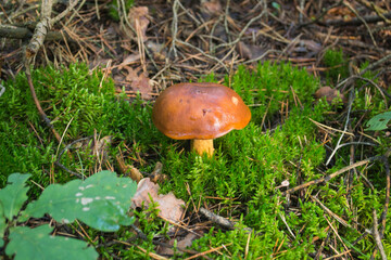 Bay Bolete Mushroom