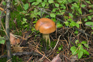 Bay Bolete Mushroom