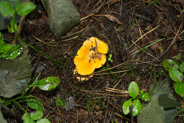 Yellow Foot Chanterelles