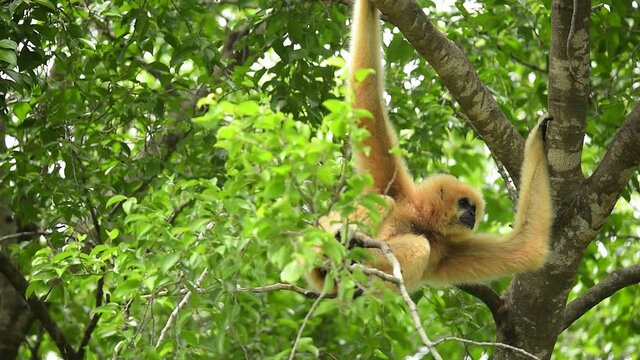 White cheeked gibbon hanging on the tree is very abundant environment.