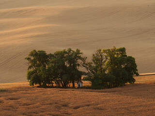 Rolling fields after harvest with drawers of trees and chapel in South Moravia, Czech Republic