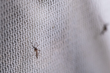 Aedes aegypti Mosquito on white mosquito wire mesh