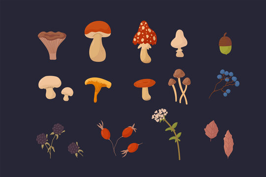 A large bundle of mushrooms and plants. Vector illustrations of Mushrooms, Berries, Flowers, Leaves. A collection of edible and toxic fungi and natural plants. Vector illustration
