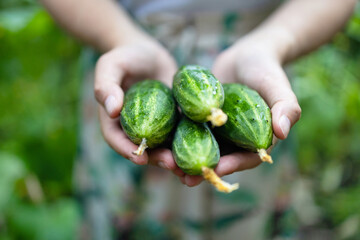 Farmer hand holding fresh harvested cucumbers on cucumber plants background in greenhouse. Organic farming, local biofarm, sustainable food concept.