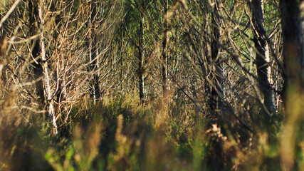 Rangées de jeunes pins illuminés d'une teinte mordorée, dans la forêt des Landes de Gascogne.  Ces pins ont été semés quelques années auparavant, suite à la catastrophe de la tempête Klaus