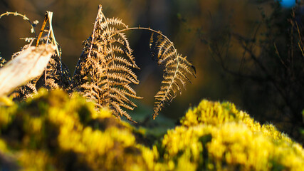 Macro de mousse végétale et de divers éléments végétaux