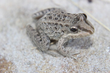 frog on the ground