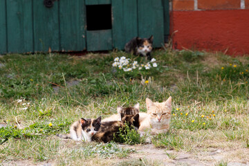 Kittens on a farm