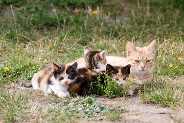 Naklejka na ściany i meble Kittens on a farm