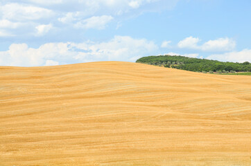 Fototapeta premium Mown thatched field in Tuscany against a blue sky with clouds and a small green forest on the horizon