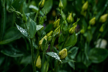 Morning rain forms small water droplets on these lisianthus flowers.