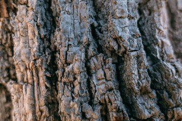 The texture of the bark of a large old tree on a sunny day. Close-up. Macro