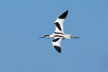 Pied avocet (Recurvirostra avosetta)